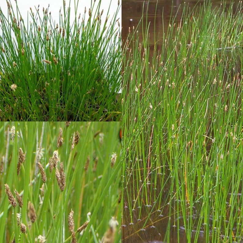 Seeds for planting, Eleocharis palustris seeds, great spike rush, common spike-rush, creeping spike-rush, bulk wholesale seed. image 1