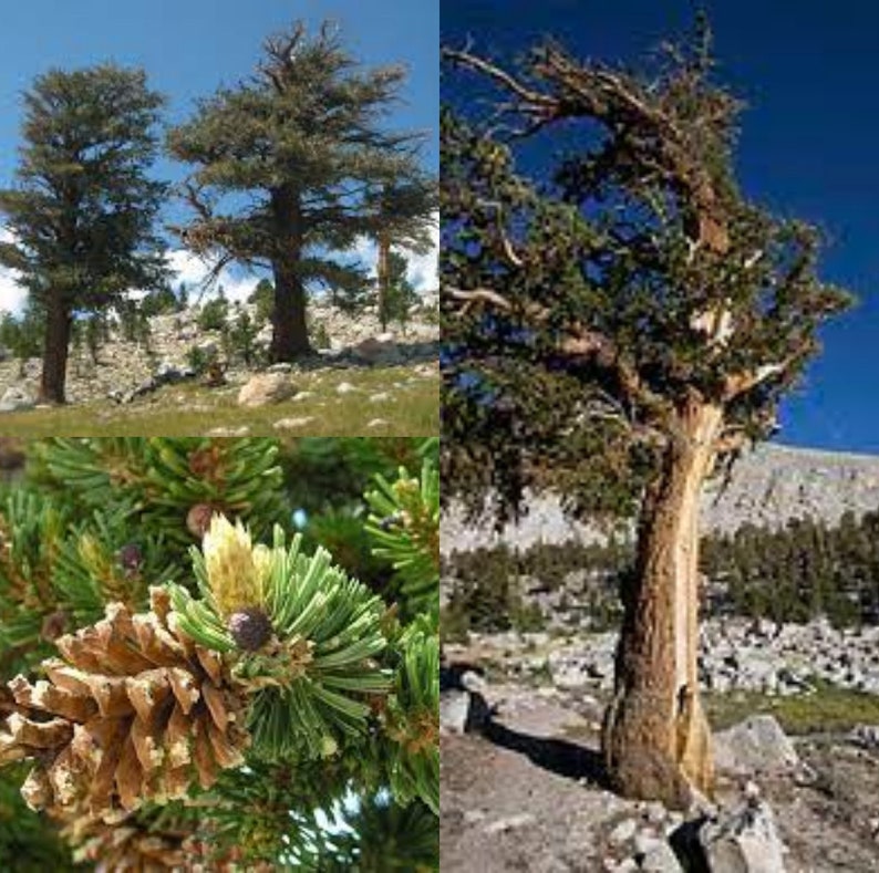 Seeds for planting, Pinus balfouriana seeds, Foxtail Pine, bulk wholesale seed. image 1
