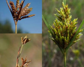 Seeds for planting, Cyperus houghtonii seeds, houghton's flat sedge, ~ bulk wholesale seed.