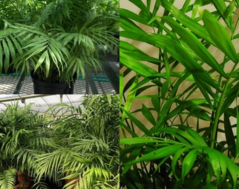 Seeds for planting, Chamaedorea elegans seeds, Parlor Palm, Neanthe Bella Palm, ~ bulk wholesale seed