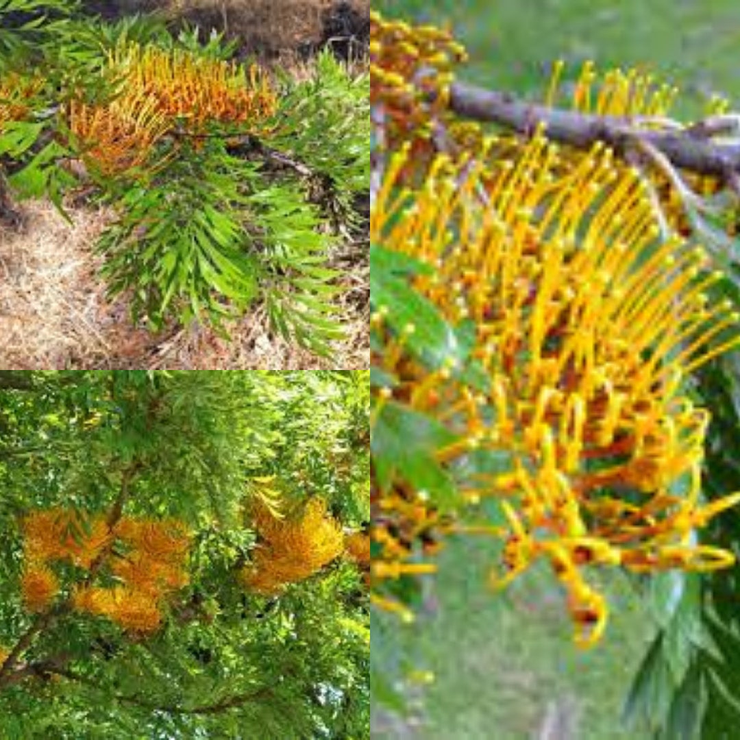 Seeds for Planting Grevillea Robusta Seeds Silkoak Silky Etsy