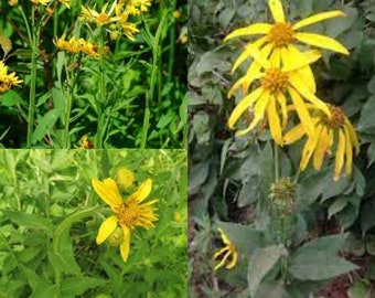 Seeds for planting, Verbesina helianthoides seeds, yellow crownbeard, gravelweed,~ bulk wholesale lot 500 seed.