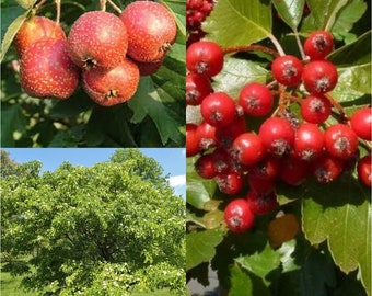 Seeds for planting, Crataegus pinnatifida seeds, Chinese Hawthorn, Chinese Haw, Mountain Hawthorn, ~ bulk wholesale seed.