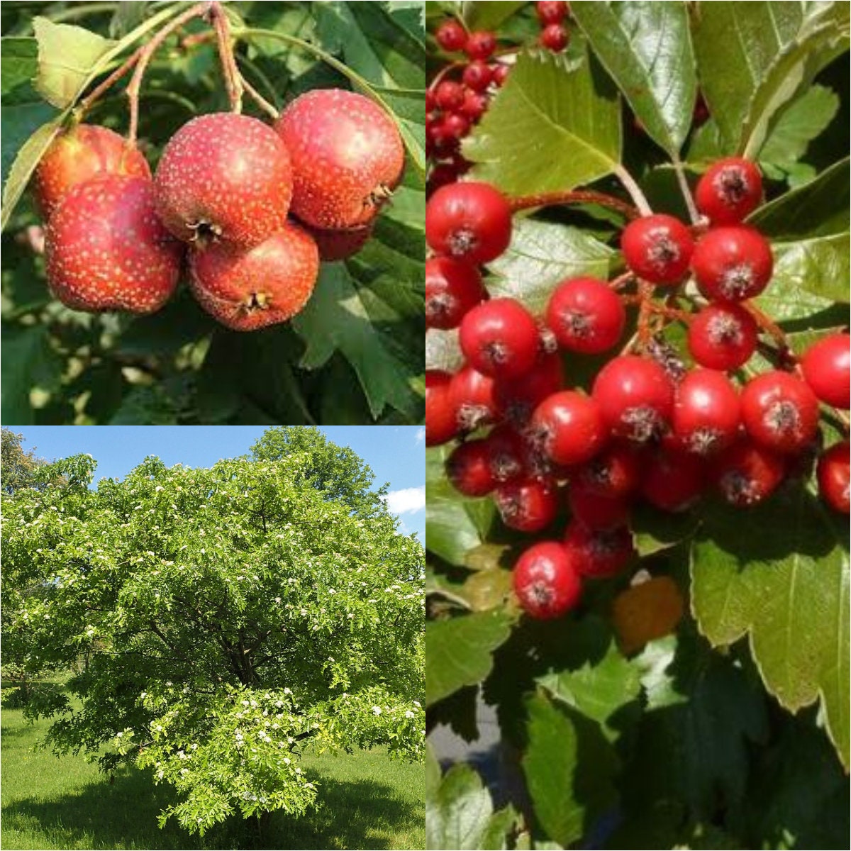 Seeds for Planting, Crataegus Pinnatifida Seeds, Chinese Hawthorn ...