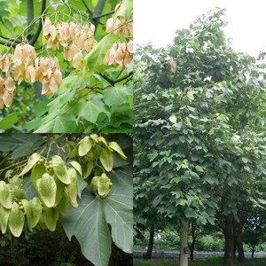May include: A collage of images showing a tree with green leaves and large, light brown seed pods. The tree is in full bloom and the seed pods are hanging from the branches. The seed pods are about 10 cm long and 5 cm wide.