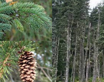 Seeds for planting, Picea lutzii seeds, Lutz Spruce,~ bulk wholesale seed.