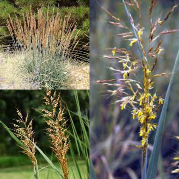 Seeds for planting, Sorghastrum nutans seeds, Indiangrass, Yellow Indian-Grass,~ bulk wholesale seed.