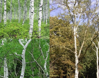 Seeds for planting, Betula platyphylla japonica seeds, Japanese White Birch, ~ bulk wholesale seed