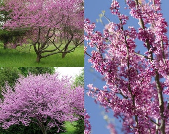 Seeds for planting, Cercis canadensis Southern seeds, Eastern Redbud, Southern Redbud, Southern Eastern Redbud, ~ bulk wholesale seed