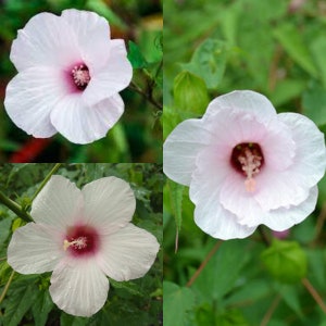 May include: Four images of white hibiscus flowers with pink centers and delicate petals. The flowers are in various stages of bloom, set against a backdrop of green foliage. The flowers have a prominent stamen.