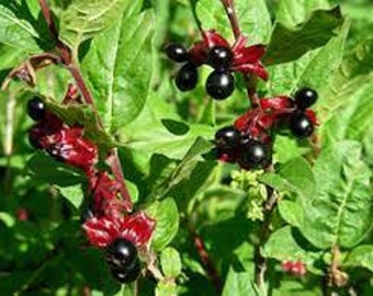 Seeds for planting, Lonicera involucrata seeds, Twinberry Honeysuckle, Twinberry,~ bulk wholesale seeds.