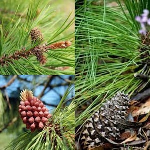 May include: Close-up of pine tree branches with green needles and brown pine cones. The pine cones are in various stages of development, from small buds to larger, mature cones.