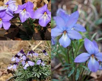 Seeds for planting, Viola pedata seeds, bird's foot violet, crowfoot violet, pansy violet,~ bulk wholesale lot 25 seed.