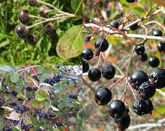 Seeds for planting, Aronia prunifolia clean seeds, Purple-fruited Chokeberry, ~ bulk wholesale seeds