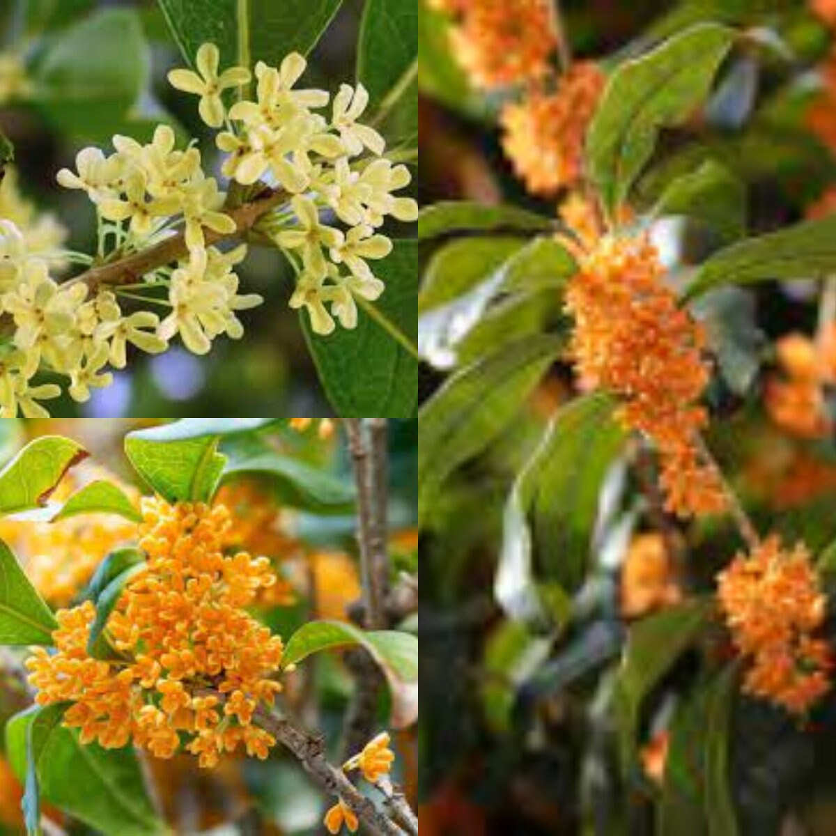 Seeds for planting, Osmanthus fragrans seeds, Sweet Osmanthus, Fragrant  Olive,~ bulk wholesale seed.