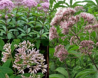 Seeds for planting, Eutrochium fistulosum seeds, Trumpetweed, Queen Of The Meadow, Joe Pye,~ bulk wholesale seed.