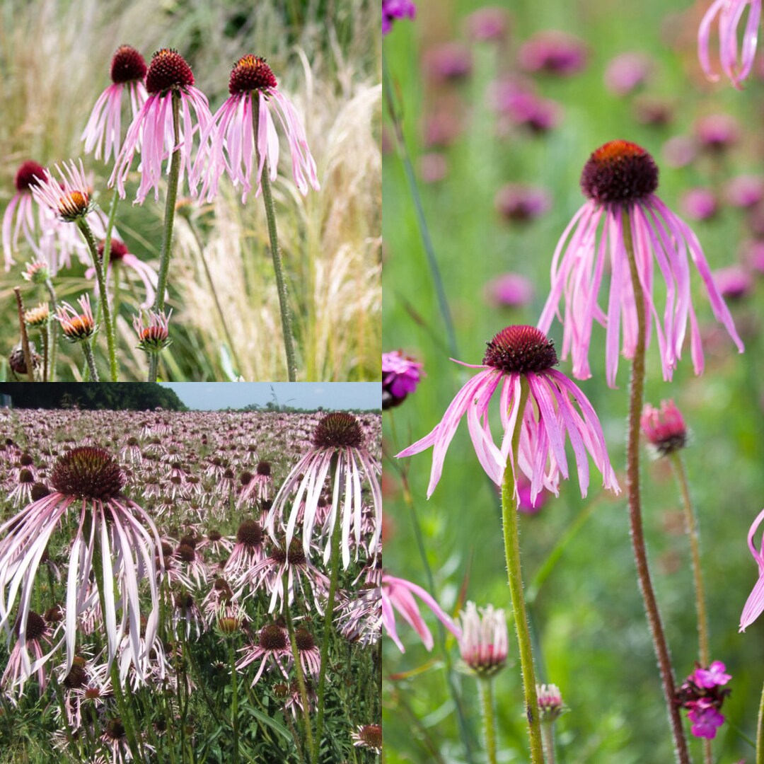 Echinacea Pallida – Pale Purple Coneflower – 20 Seeds – Georgiavines – Perennial Wildflower