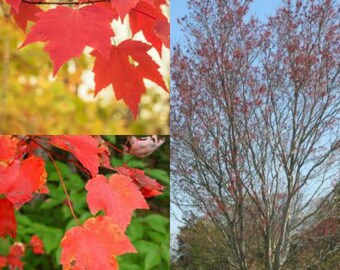 Seeds for planting, Acer rubrum Northern winged seed, Red Maple,~ bulk wholesale seeds.