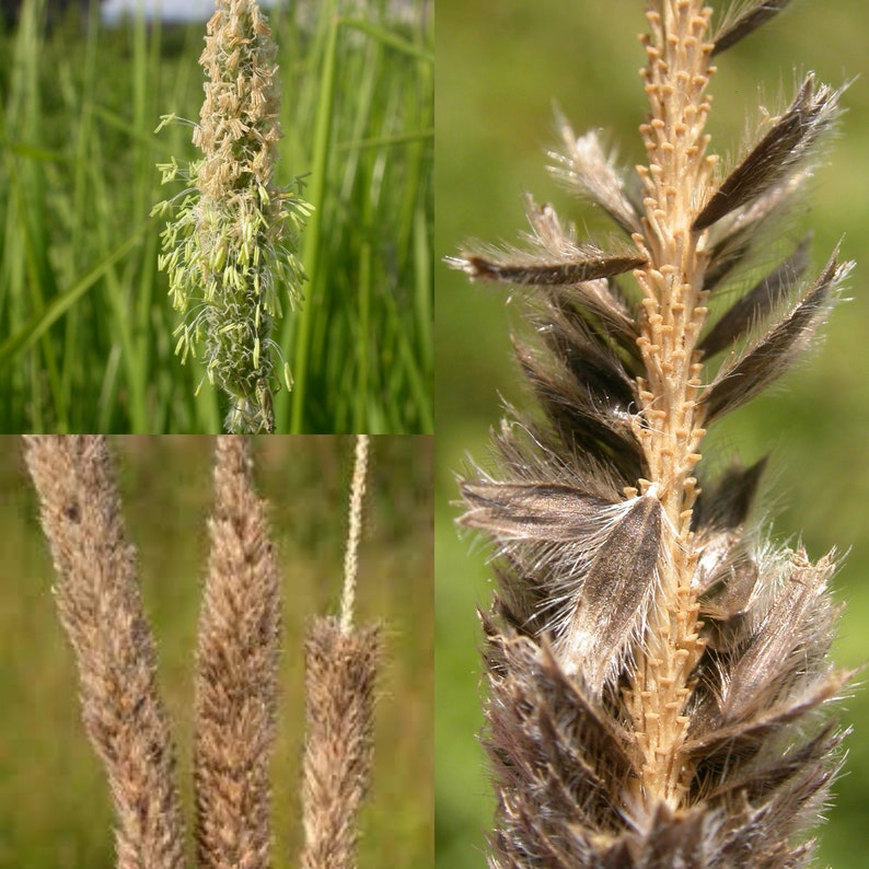 Seeds for planting, Alopecurus arundinaceus seeds, Creeping Meadow Foxtail, bulk wholesale seed. image 1