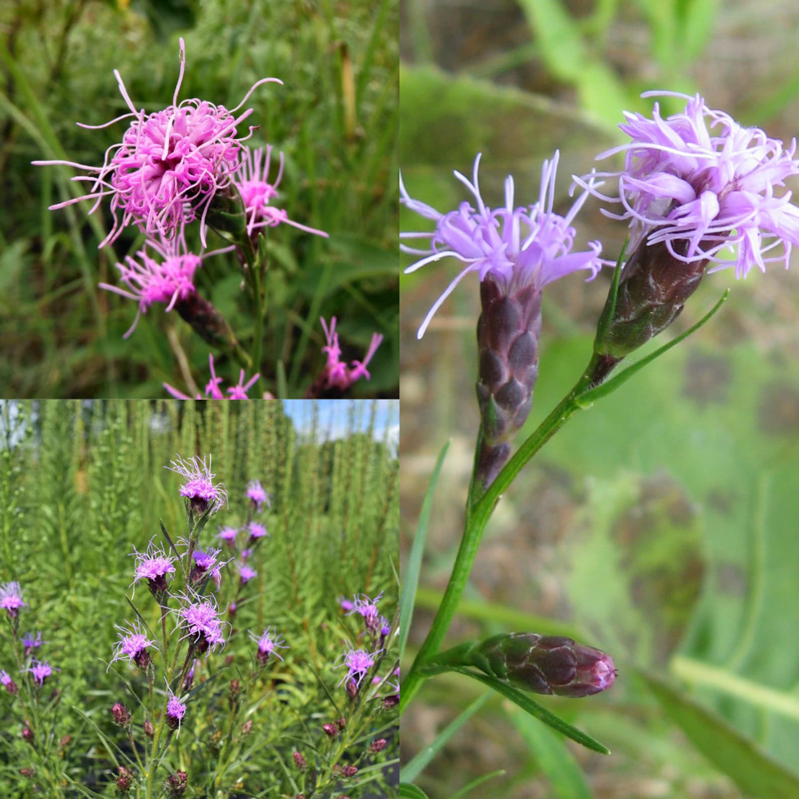 Seeds for Planting, Liatris Cylindracea Seeds, Dwarf Blazing Star, Bulk