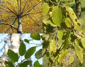 Seeds for planting, Betula lenta seeds, Sweet Birch, Black Birch, ~ bulk wholesale seed