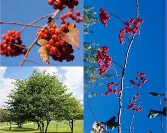 Seeds for planting, Crataegus phaenopyrum seeds, Washington thorn, Washington Hawthorn, ~ bulk wholesale seeds.