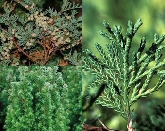 Seeds for planting, Chamaecyparis thyoides seeds, Atlantic White Cedar, ~ bulk wholesale seed