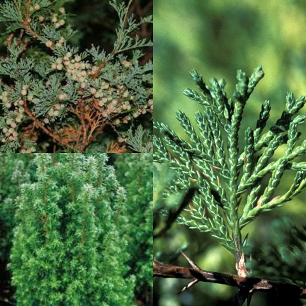 Seeds for planting, Chamaecyparis thyoides seeds, Atlantic White Cedar, ~ bulk wholesale seed