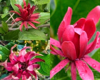 Seeds for planting, Calycanthus occidentalis seeds, Californian Allspice, Western sweetshrub, ~ bulk wholesale seed