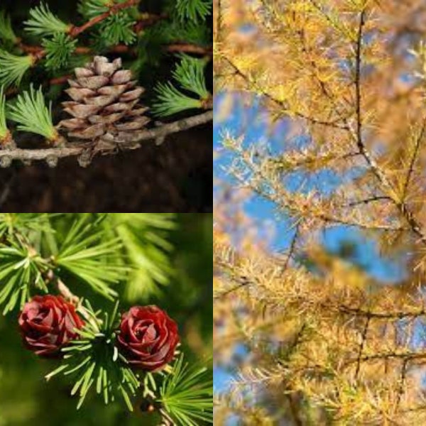 Seeds for planting, Larix gmelinii olgensis seeds, Larix olgensis, Olga Bay Larch,~ bulk wholesale seed.