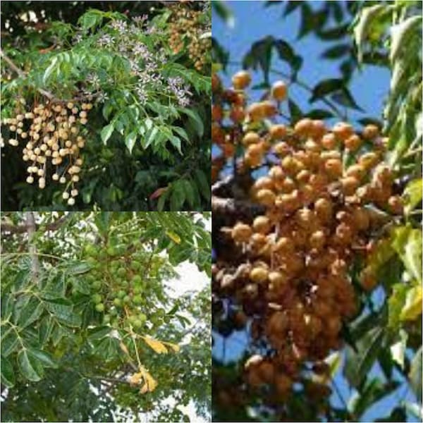 Seeds for planting, Melia azedarach seed, Chinaberrytree, Pride Of India, Chinaberry, Persian Lilac, Bead Tree,~ bulk wholesale seed.