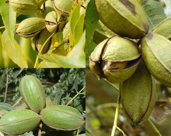 Seeds for planting, Carya illinoinensis wild collection seeds, Pecan, Wild Pecan, ~ bulk wholesale seeds.