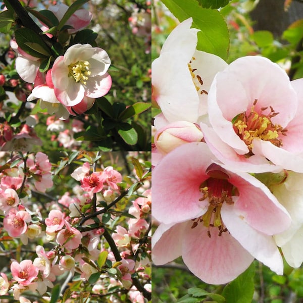 Seeds for planting, Chaenomeles cathayensis seeds, Flowering Quince, Japanese Quince, ~ bulk wholesale seed