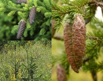 Seeds for planting, Picea obovata seeds, Siberian Spruce,~ bulk wholesale seed.