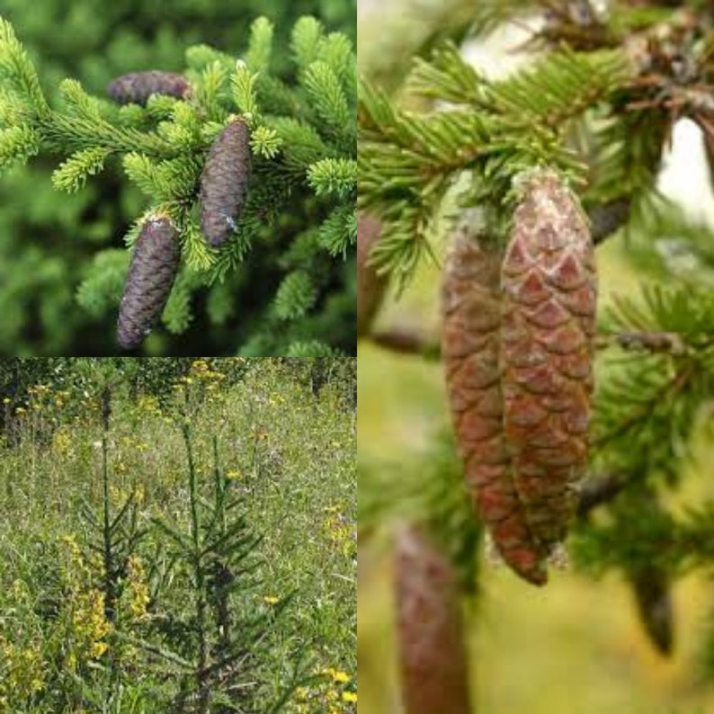 Seeds for planting, Picea obovata seeds, Siberian Spruce, bulk wholesale seed. image 1