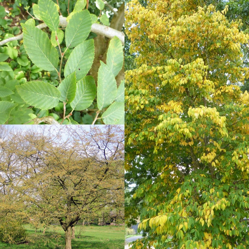 Seeds for planting, Carpinus henryana seeds, Henry's Hornbeam, bulk wholesale seed image 1