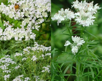 Seeds for planting, Pycnanthemum tenuifolium seeds, narrowleaf mountainmint, slender mountainmint, common horsemint, ~ bulk wholesale seed.