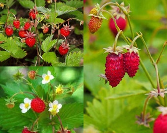 Seeds for planting, Fragaria vesca seeeddss, Woodland Strawberry, Wild Strawberry,~ bulk wholesale seeds.