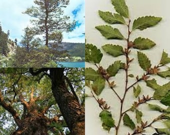 Seeds for planting, Nothofagus obliqua seeds, Roble Beech, Robl Beech, Patagonian,~ bulk wholesale seed.