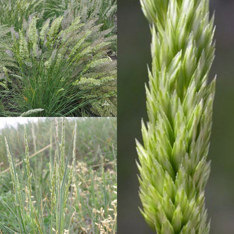 Seeds for planting, Koeleria macrantha seeds, June grass, prairie Junegrass, crested hair-grass, bulk wholesale seeds. image 1