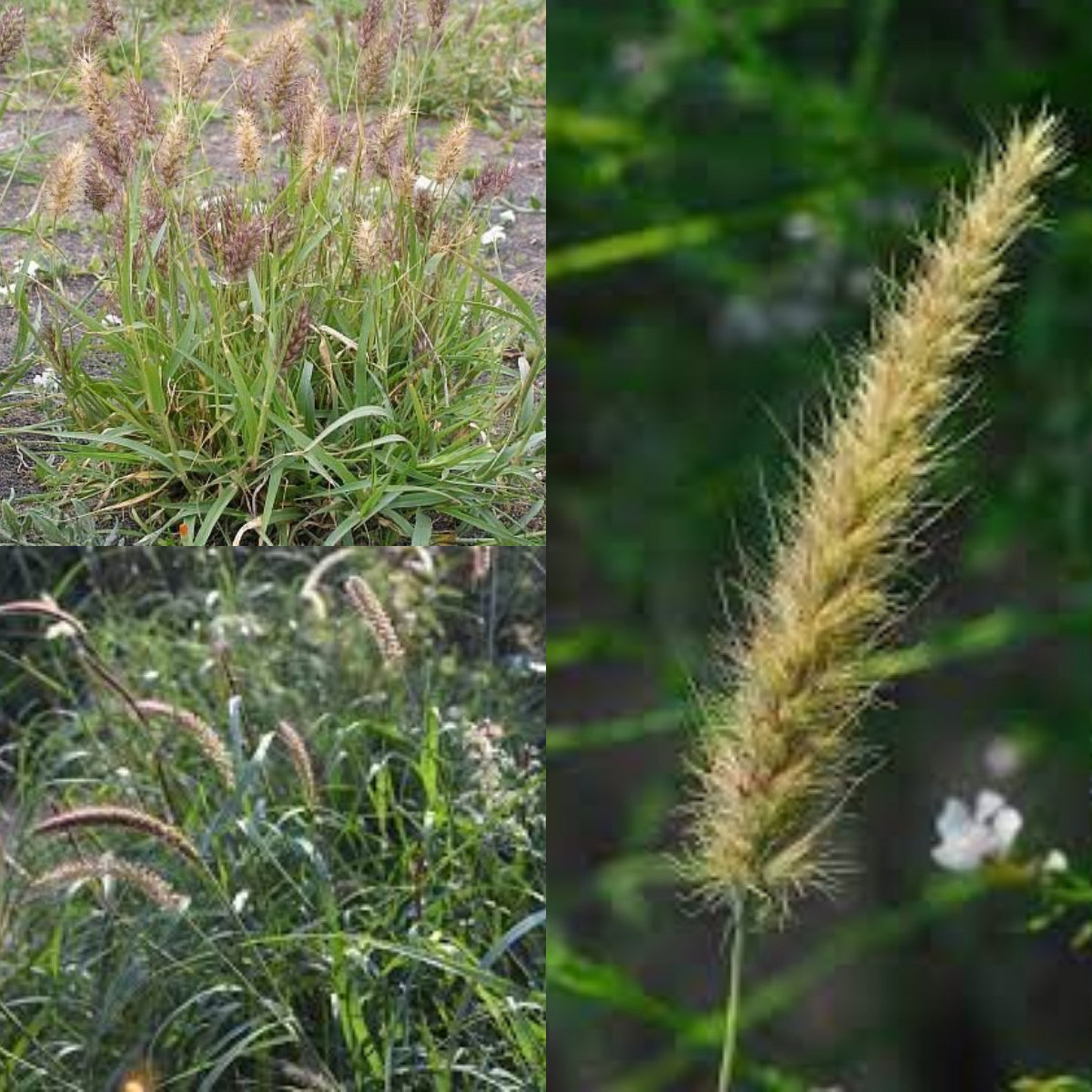 Seeds for Planting, Cenchrus Ciliaris Seeds, Buffel Grass, African