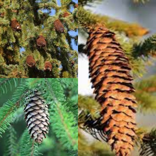 Seeds for planting, Picea abies European seeds, Picea excelsa European, Norway Spruce,~ bulk wholesale seed.