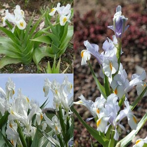 May include: A close-up of three different types of irises. The first image shows a cluster of white irises with yellow centers. The second image shows a cluster of light purple irises with yellow centers. The third image shows a cluster of white irises with yellow centers.