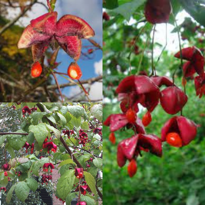 Seeds for planting, Euonymus sachalinensis seeds, Sakhalin Euonymus, bulk wholesale seed. image 1