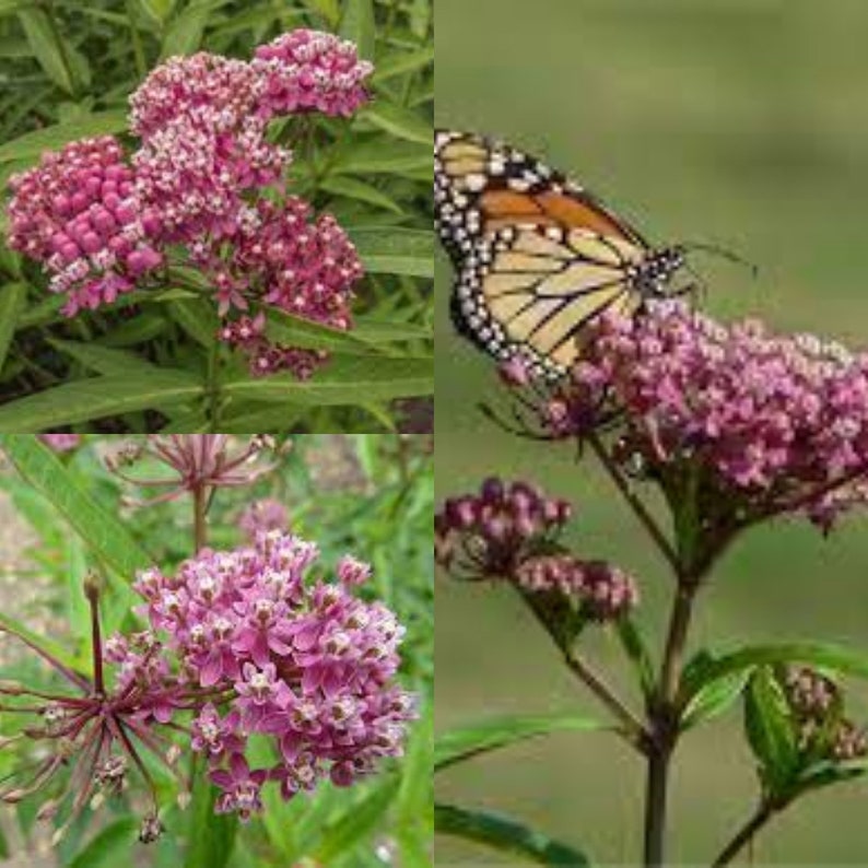 Seeds for planting, Asclepias incarnata seeds, swamp milkweed, bulk wholesale seed. image 1