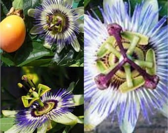 Seeds for planting, Passiflora caerulea seeds, Bluecrown Passionflower, Blue Passion Flower, Common Passion Flower,~ bulk wholesale seed.
