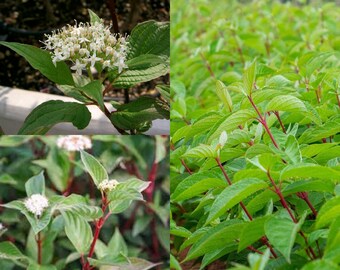 Seeds for planting, Cornus alba Sibirica seeds, Tatarian Dogwood, the red-barked, Siberian dogwood, ~ bulk wholesale lot seed.