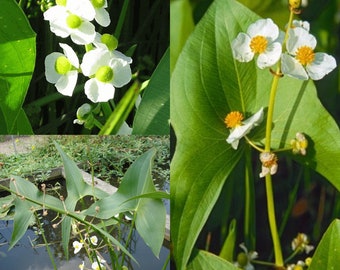 Seeds for planting, Sagittaria latifolia seeds, arrowhead, broadleaf arrowhead, duck-potato, Indian potato, Katniss, ~ bulk wholesale seed.