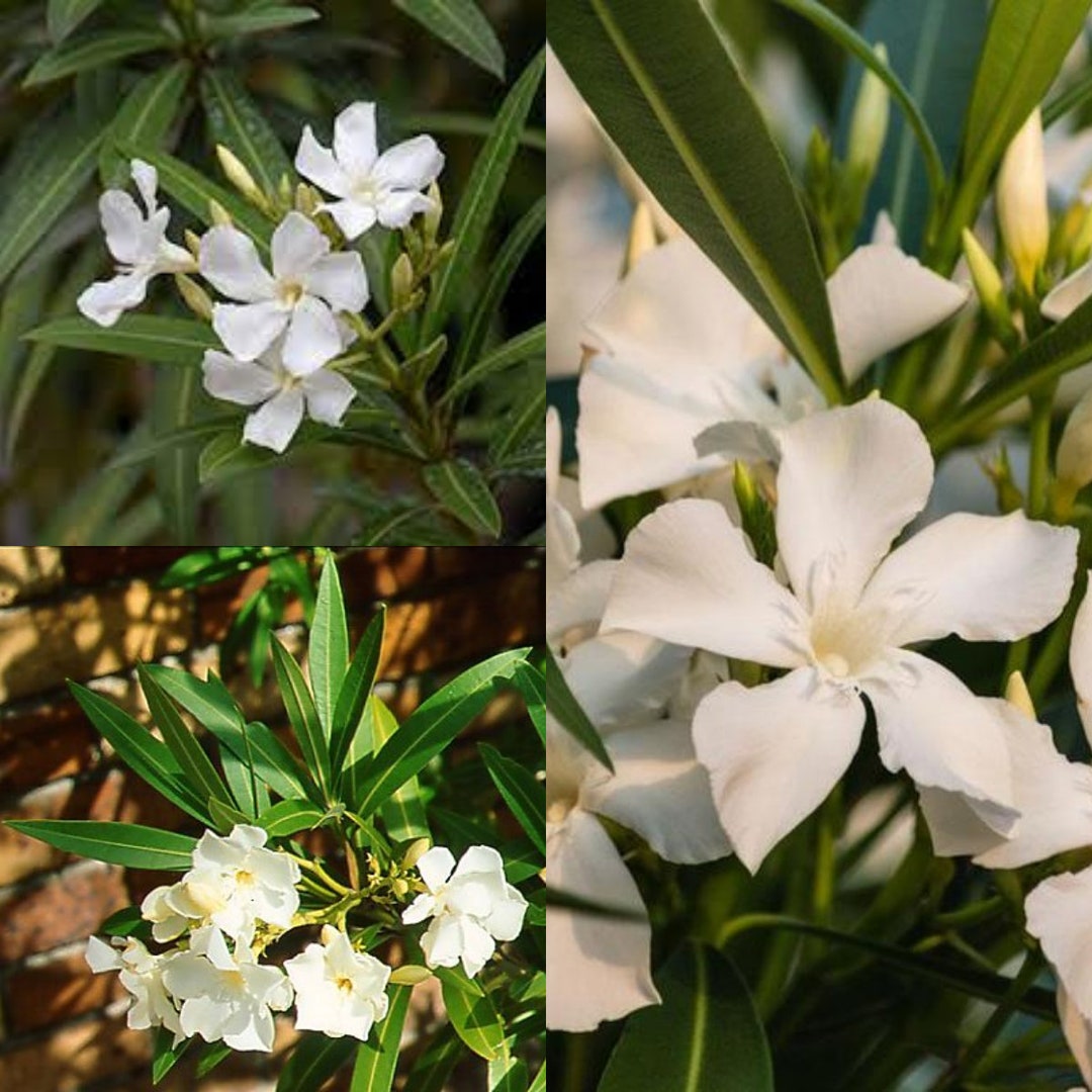 Seeds for Planting, Nerium Oleander Alba Seeds, Oleander, White