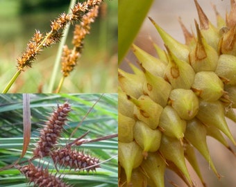 Seeds for planting, Carex retrorsa seeds, deflexed bottle-brush sedge, ~ bulk wholesale seed.